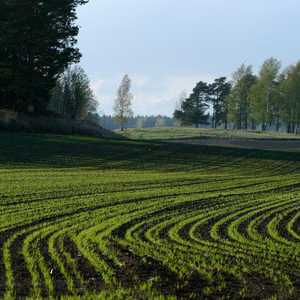 loodus